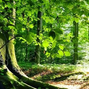 Meet your Posher, Saothenaj